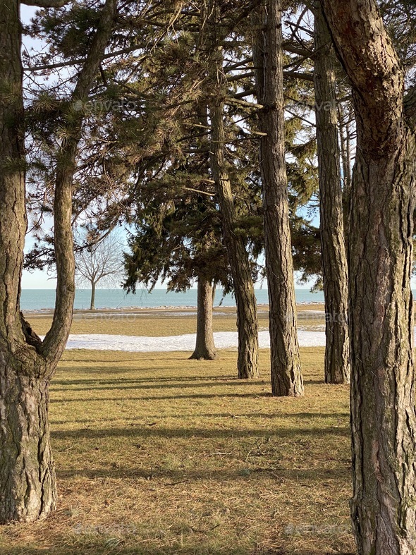 Trees along the lakeshore at a park in winter Stock Photo by krisprahl