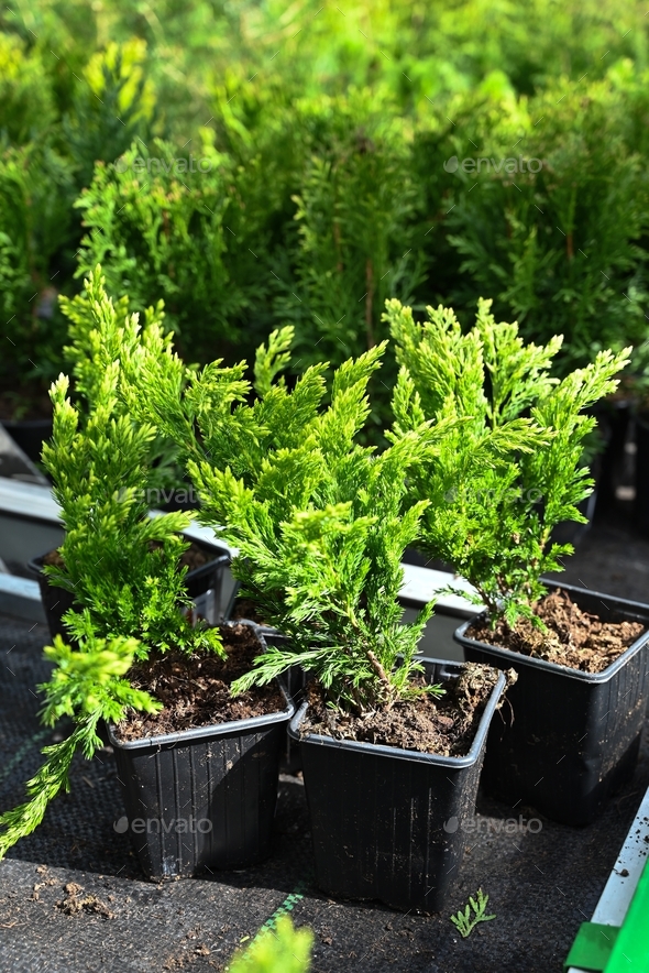juniper, buy chinese juniper, coniferous tree in a pot, landscaping