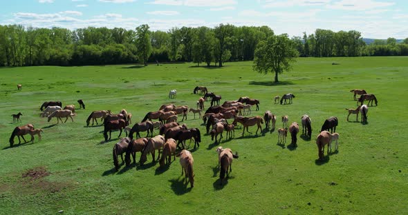 A Herd of Horses Grazing