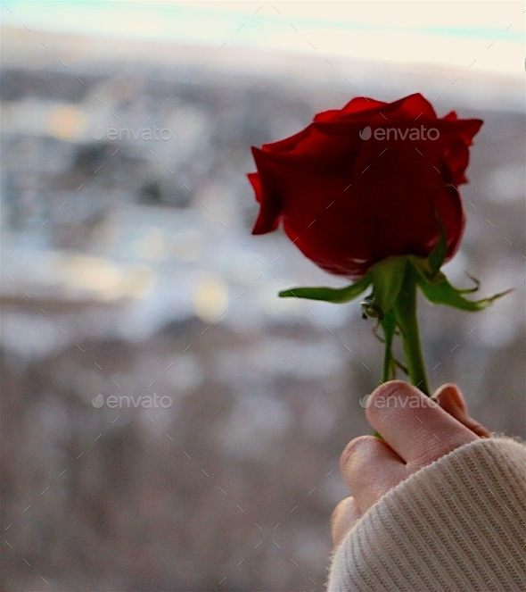 Minimalist image of woman wearing soft ivory colored sweater holding a single long stemmed red rose.