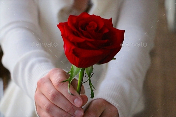 Minimalist image of woman wearing a white swear holding out a single red rose.