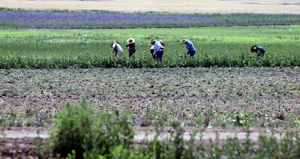 Color image of migrant workers in a field in the summer heat.