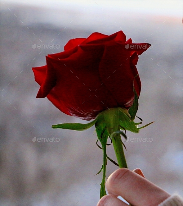 Minimalist style portrait of female fingers delicately holding long stemmed red rose.