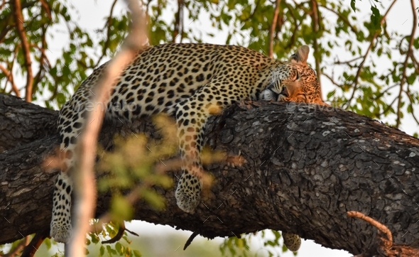 Leopard taking late afternoon nap in a tree Stock Photo by venteranna