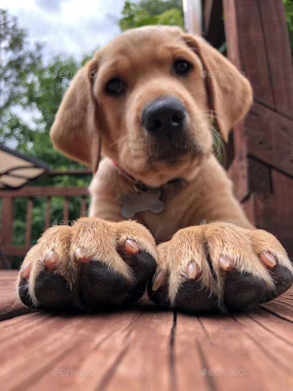 Portrait from below of an adorable yellow Labrador retriever puppy showcasing his big paws.  - Stock Photo - Images