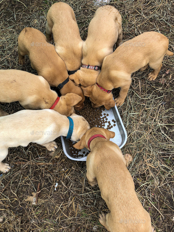 Yellow Labrador retriever puppies with their heads in a metal pan eating dry dog food from above.  - Stock Photo - Images