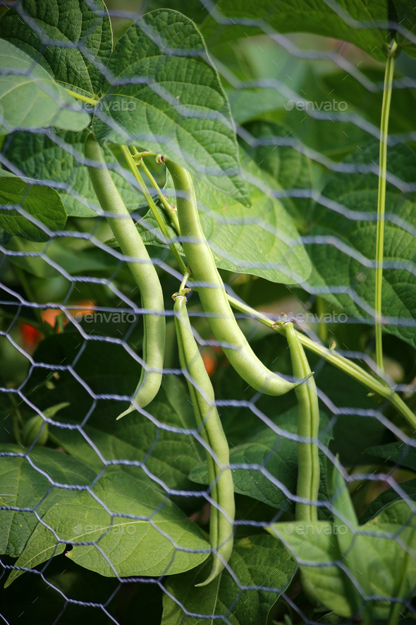 Garden fresh green beans hanging from their plant behind wire fencing.