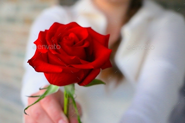 Minimalist image of woman in white sweater holding a long stemmed red rose in her hands outward.