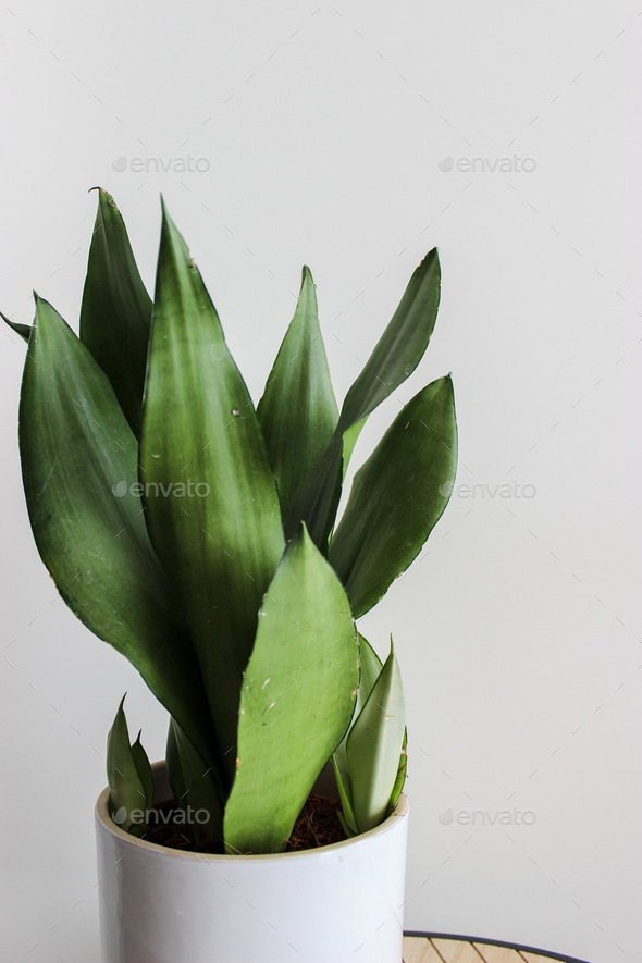 Sansevieria Moonshine / Plant in front of white wall