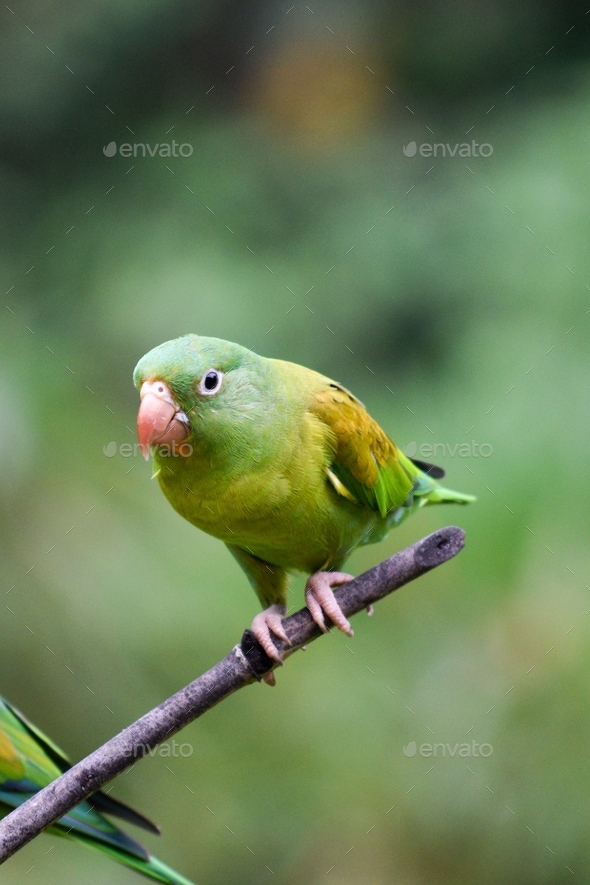 Green Tropical Bird in a Branch with a Green Background Stock Photo by