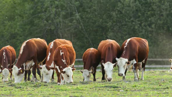 Cows graze in the meadow and eat grass.