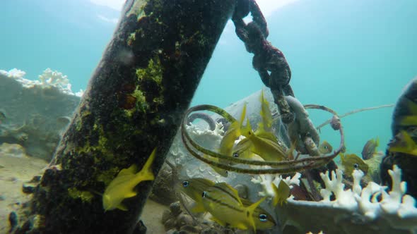 Group of small yellow fishes group hanging in blue Caribbean ocean water stock video in 4k IBeautif alt