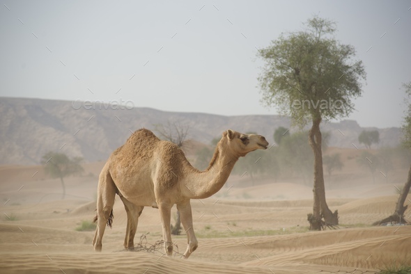 Camel in wind blown sandy desert wilderness Stock Photo by spencerpa440