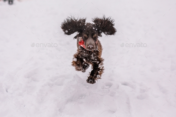 Crazy spaniel with huge ears jumping and running in snow in winter
