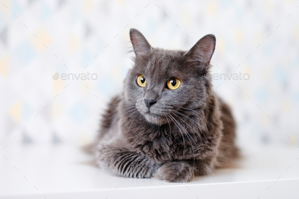 Smoky gray hot sale cat