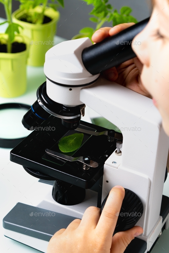 A little boy looks at plants under a microscope, studying nature and