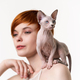 Sphynx Hairless kitten sitting on shoulder of pretty redhead young woman with short hair. Head shot - PhotoDune Item for Sale