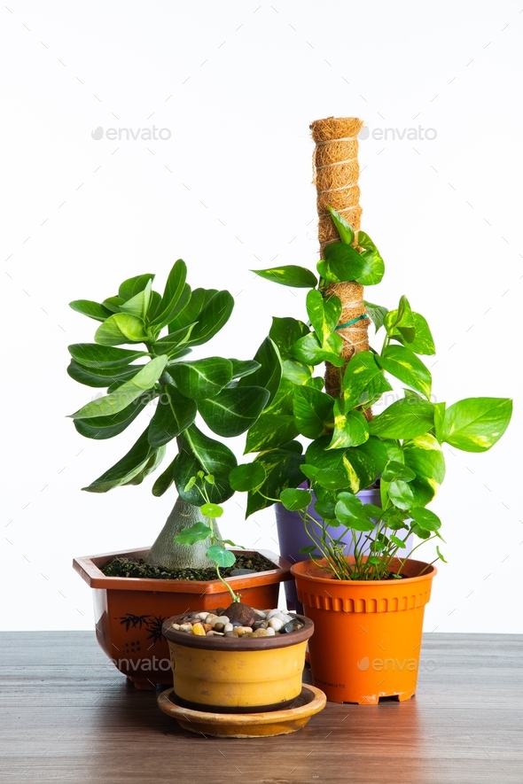 Different type of house plant Stock Photo by tehcheesiong PhotoDune