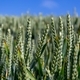 Natural background close up of field of green Common wheat plants, Triticum Aestivum - PhotoDune Item for Sale