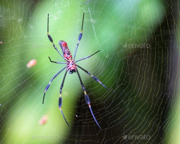 Large golden orb-web spider sits in its web waiting for a flying insect to come along
