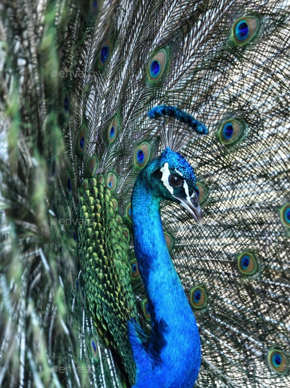 Peacock Feathers Plumage - Free photo on Pixabay - Pixabay