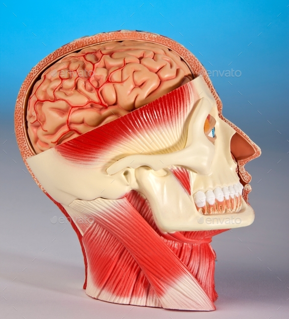 Human physiology - Model of the human head