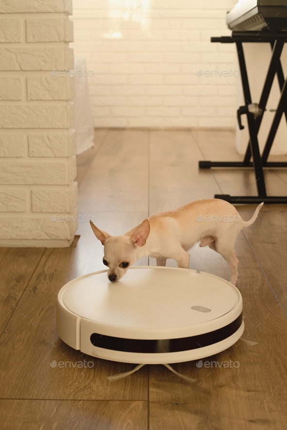 Smart robot vacuum cleaner in the interior makes cleaning of the laminate floor with a curious dog