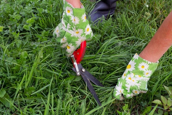 Gardening, cutting grass with scissors