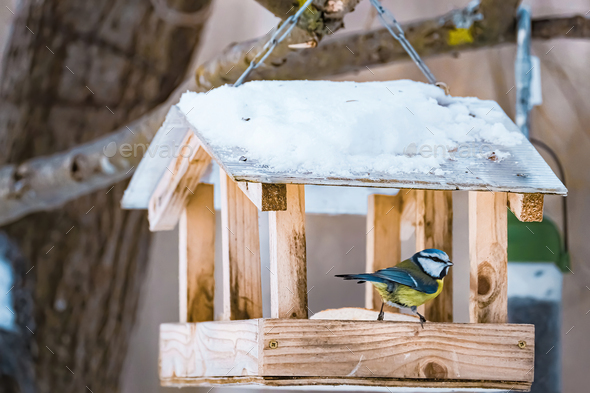 Blue Tit Cyanistes caeruleus sitting in wooden feeder and eating nutritious seeds. - Stock Photo - Images