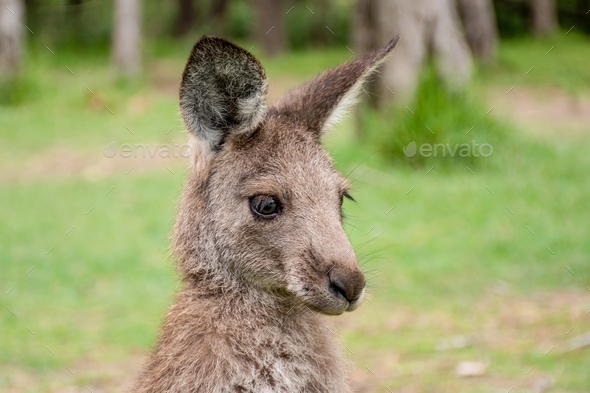 Joey young kangaroo. Australian wildlife