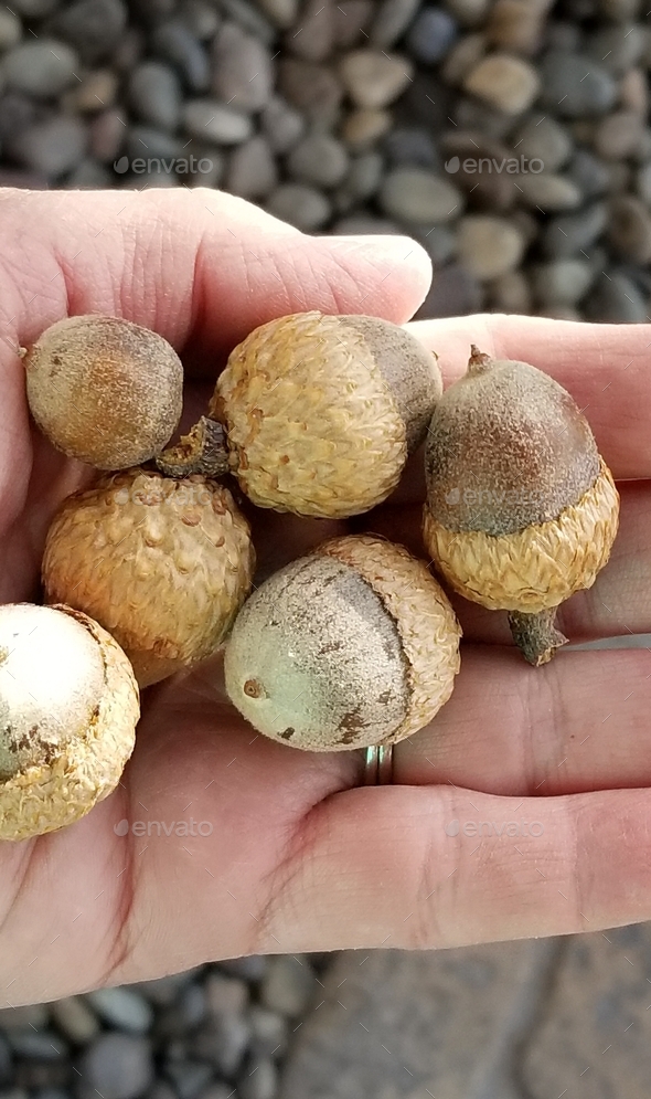 FALL! Handfuls of fall acorns, all hoping to be a mighty oak tree someday!