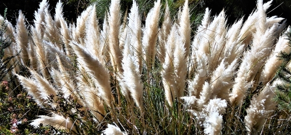 TEXTURES! A garden filled with soft, fuzzy Pampas Grass blowing in the ...