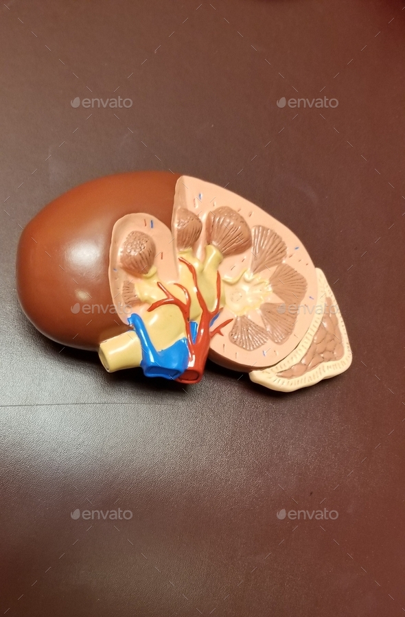 Human Kidney! Nephrology! March is Kidney Month! March 10 Kidney Day!