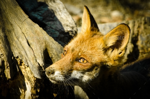 portrait of a beautiful red fox looking above