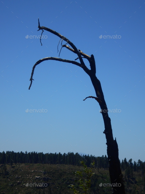 Hang Man Tree One Of The Burned Trees Left Standing After A Forest   D6ea872a A5f0 40d8 B9b9 50d8cb01e267 