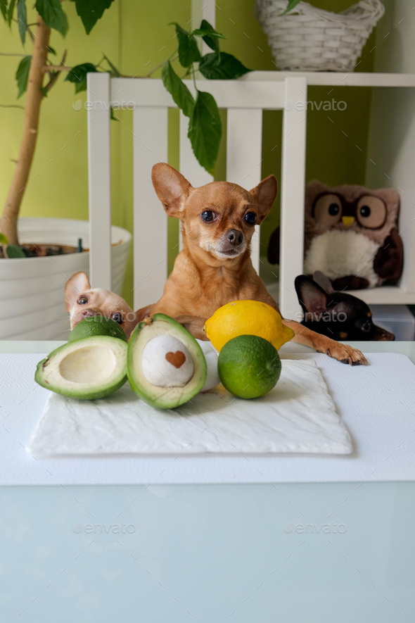 Dogs with green avocado with stone and lime at the table in the kitchen - Stock Photo - Images