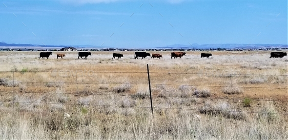 Countryside! Farm Animals! Cows Roaming the Countryside! Blue Sky ...