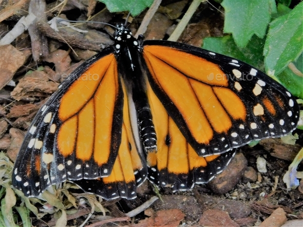 Spring! Beautiful Orange Monarch Butterfly!