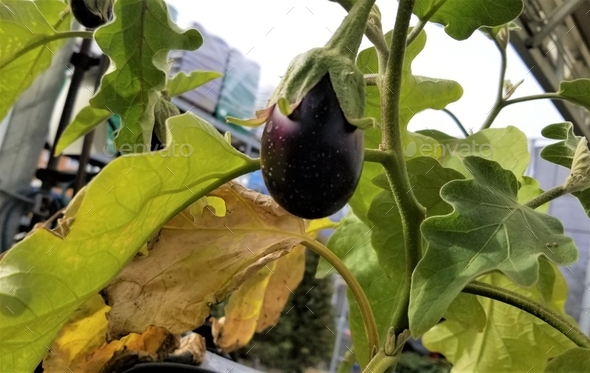 EGG Plant! Eggplant! Community Garden Growing Eggplant! Vegan Cooking!