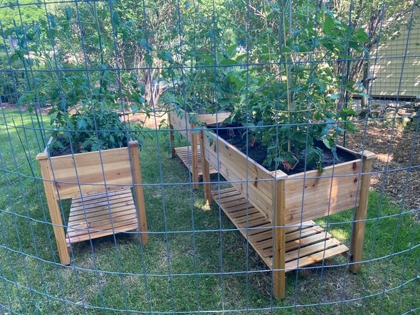Raised garden beds with tomatoes and other vegetables and plants and herbs with fencing