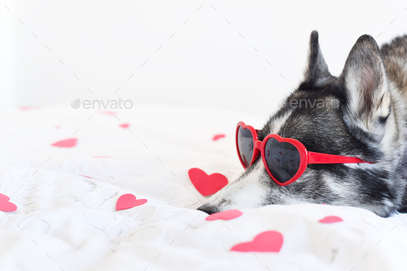 Closeup husky dog face wearing red heart shape glasses