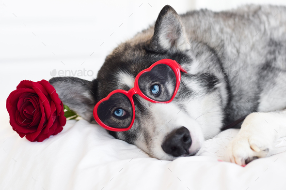 Closeup dog face wearing heart glasses and red rose