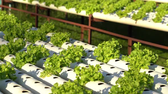 panning shot of Green Oak hydroponics vegetable farming