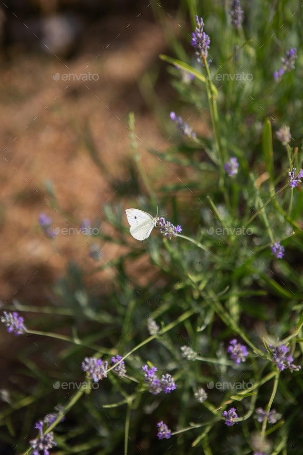 Lavender flower field, a small white butterfly sits on a purple flower.