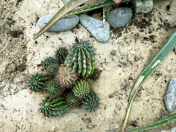Cactus growing on the sand in the garden