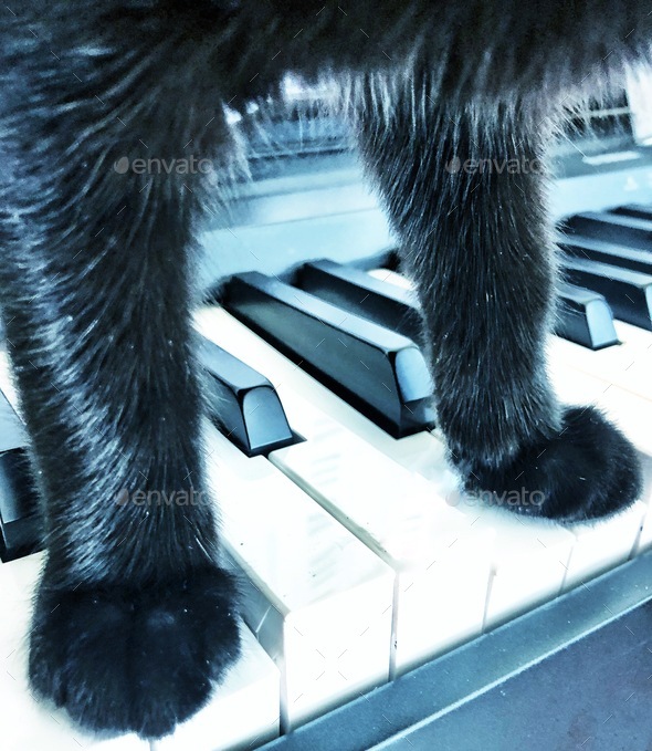 Black Cat on Black and White Piano Keys Guaranteed he looks better than he sounds! Nominated