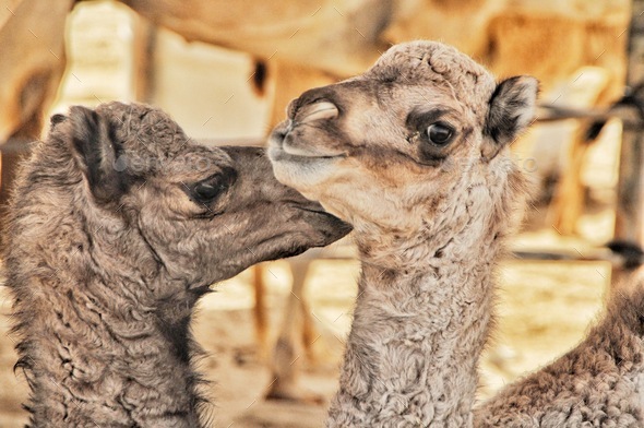 Animals Best Buddies. Camels are familial and loyal. Nominated