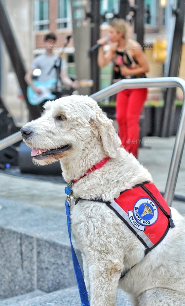 Service Dog at Local Outdoor Summer Concert Serves and Protects! NOMINATED