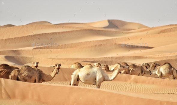 Camels in the United Arab Emirates with tracking devices to keep track of them in the vast desert