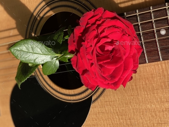 Music Still Life Concept Beautiful Red Rose with Green Stem and Leaf in an Acoustic Guitar Closeup